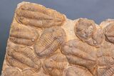 Foot Plate Of Large Asaphid Trilobites - Spectacular Display #133241-2